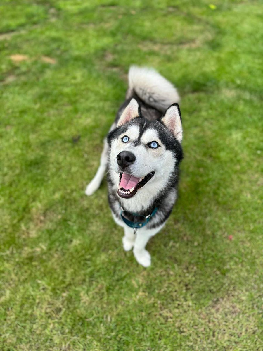 LandoOnChain's tweet photo. Introducing $Lando 🐾 - the crypto that embodies loyalty, agility, and strength! Just like this majestic , $Lando is here to take the lead in the crypto world. Join the pack today and invest in a future full of possibilities! 🚀🌌

#Lando #solana #Bitcoin #memecoin https://t.co/6YXQPyBO4z