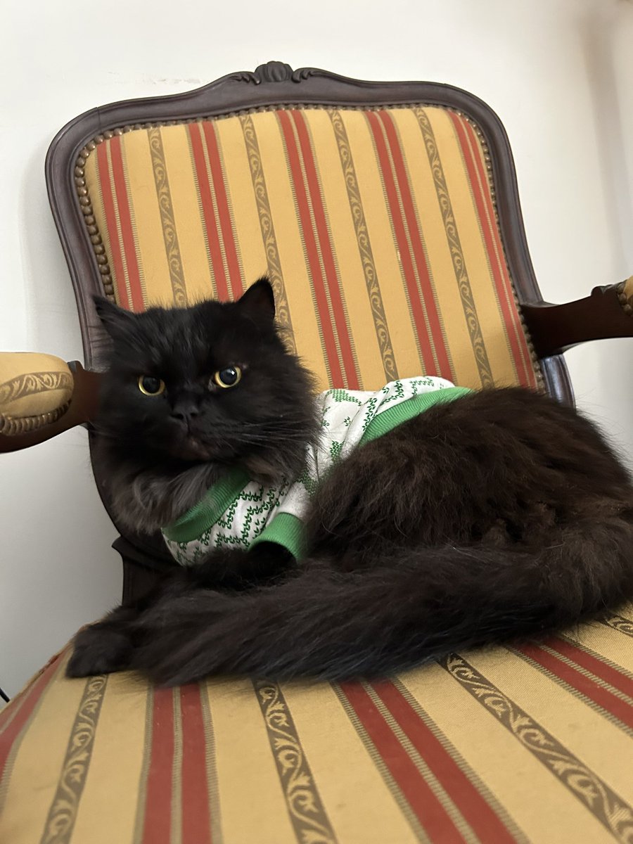 meow_london's tweet image. Cat on meowlidays! 😸

#cat #catlife #meowlife #meowlidays #coolcats #catsrule #blackcat #gato #gatopreto