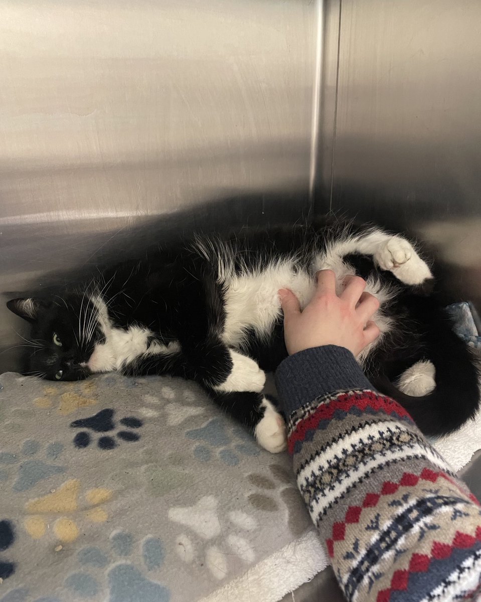 Friends of Bear Cat Rescue tweet media