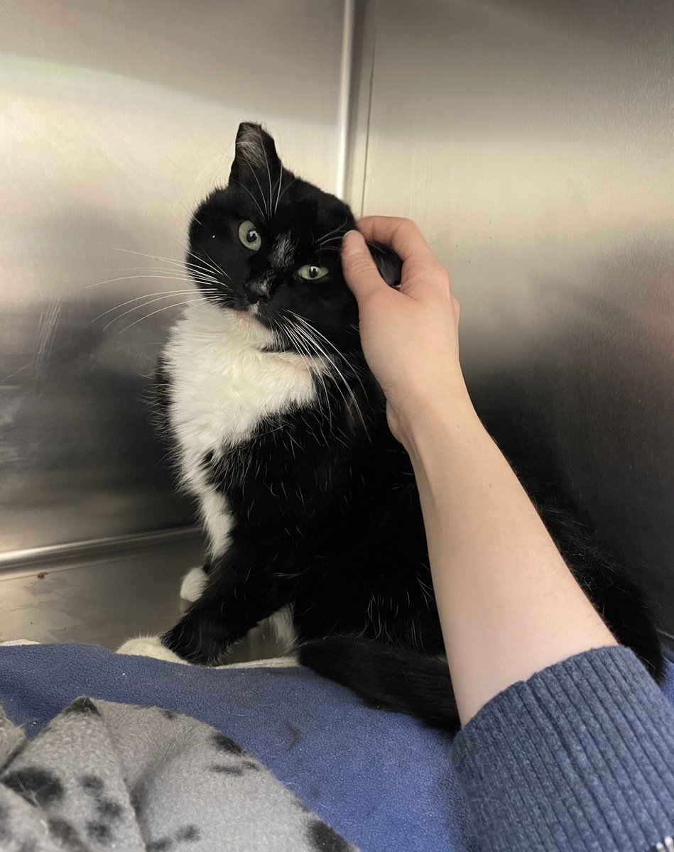 Friends of Bear Cat Rescue tweet media