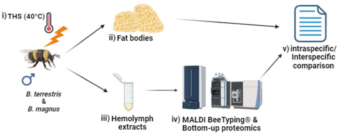 Physiological Entomology (@physiol_ent) on Twitter photo Understanding bumblebee protein regulation could yield crucial insights into their resilience & vulnerability to new environmental stresses
See our new study on differential expression of hemolymph proteins in wild #bumblebees🐝doi.org/10.1111/phen.1…
<a href="/WileyEcolEvol/">Wiley Ecology & Evolution</a> #HeatStress Understanding bumblebee protein regulation could yield crucial insights into their resilience & vulnerability to new environmental stresses
See our new study on differential expression of hemolymph proteins in wild #bumblebees🐝doi.org/10.1111/phen.1…
<a href="/WileyEcolEvol/">Wiley Ecology & Evolution</a> #HeatStress