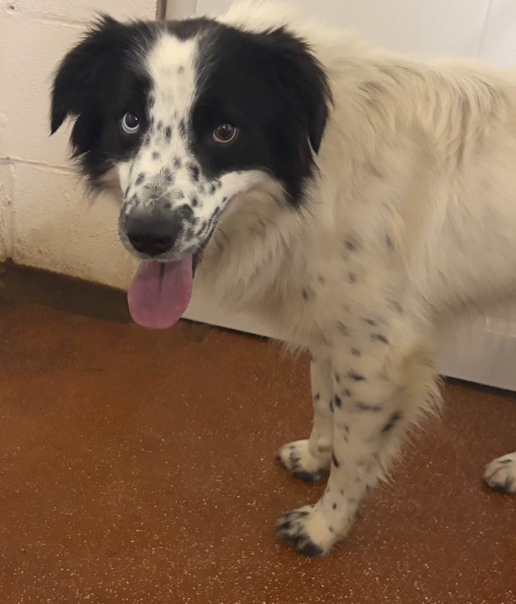 BCTGB's tweet photo. Odie—a gentle soul with a tough past—greets the day with cautious curiosity. He’s a 2-year-old Collie, trying to learn that life can be kind. Odie dreams of a peaceful home—a quiet space with someone who understands that trust takes time  https://t.co/Ko4CL4Gi9j https://t.co/OpCMcLjLP1