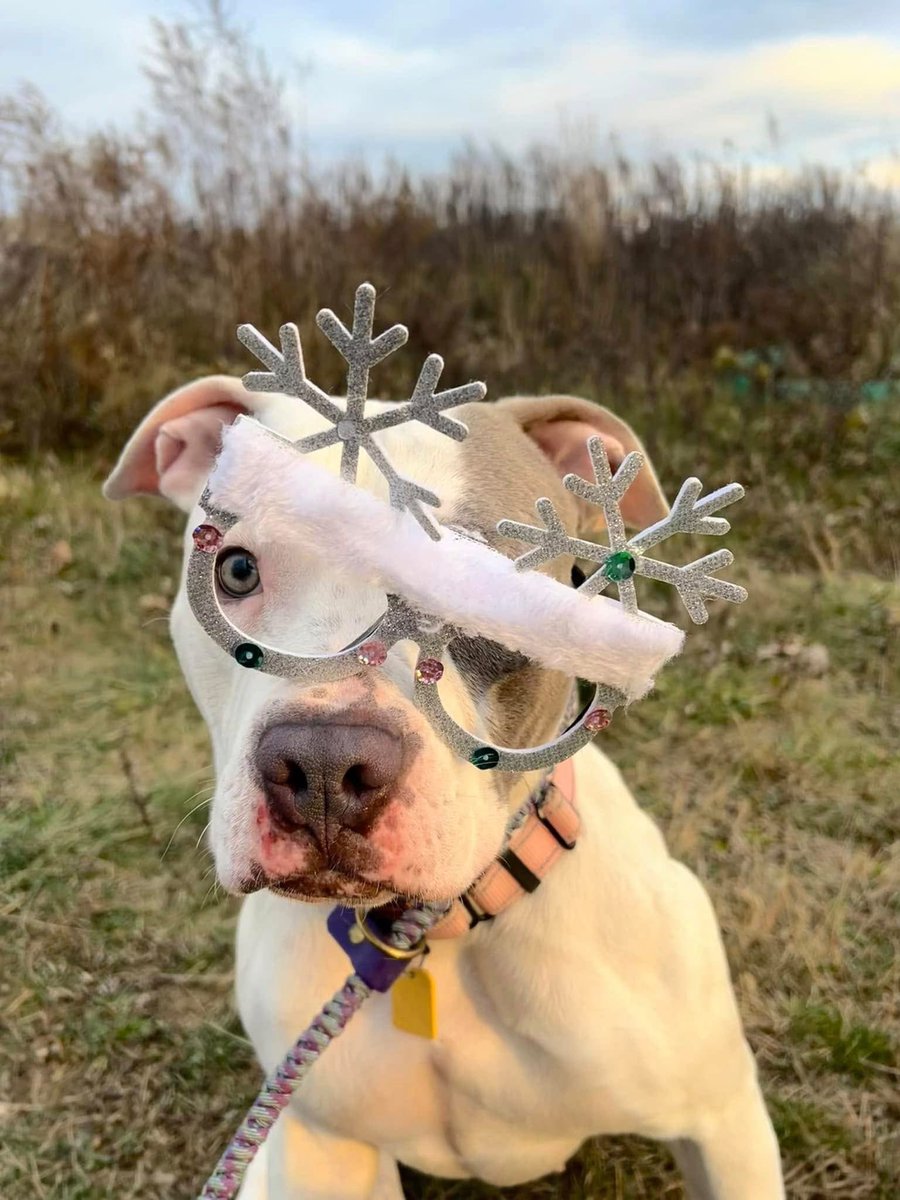 City Dogs Cleveland tweet media