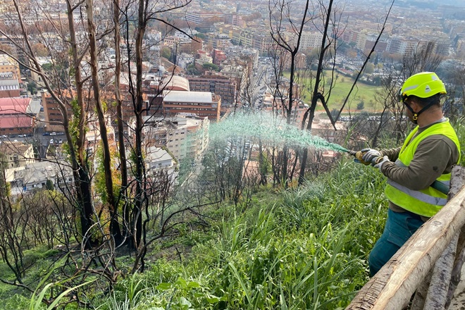 Roma's tweet photo. 🌳 Riserva #MonteMario, continua la rigenerazione dell'area colpita dall'incendio avvenuto lo scorso luglio. Interventi di idrosemina nell’area da via Gomenizza fino al Belvedere di Parco Mellini.
Info 👉https://t.co/8I2asyi3U8 https://t.co/PeQbTa44Wv