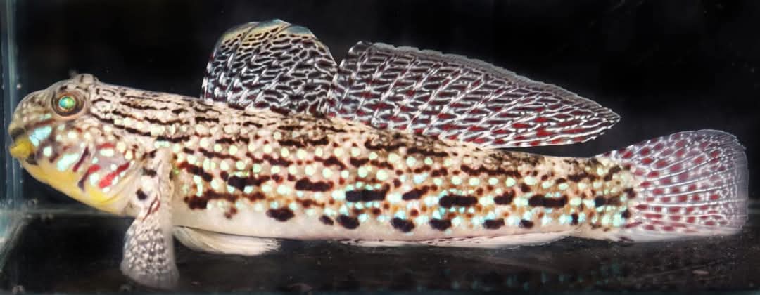Anand02908794's tweet photo. ๐ ICAR-CMFRI successfully breeds Azure damsel & Ornate goby in captivity! ๐๐ฆ These vibrant marine ornamentals are a game-changer for aquarium enthusiasts! ๐๐ด
#MarineOrnamentals #CaptiveBreeding #DamselFish #GobyFish #Aquaculture #MarineConservation #SustainableAquaculture #AquaticResearch #MarineBiodiversity #FisheriesScience #GlobalAquaculture #OrnamentalFish #AquariumHobby #MarineLifeMatters #OceanConservation ๐