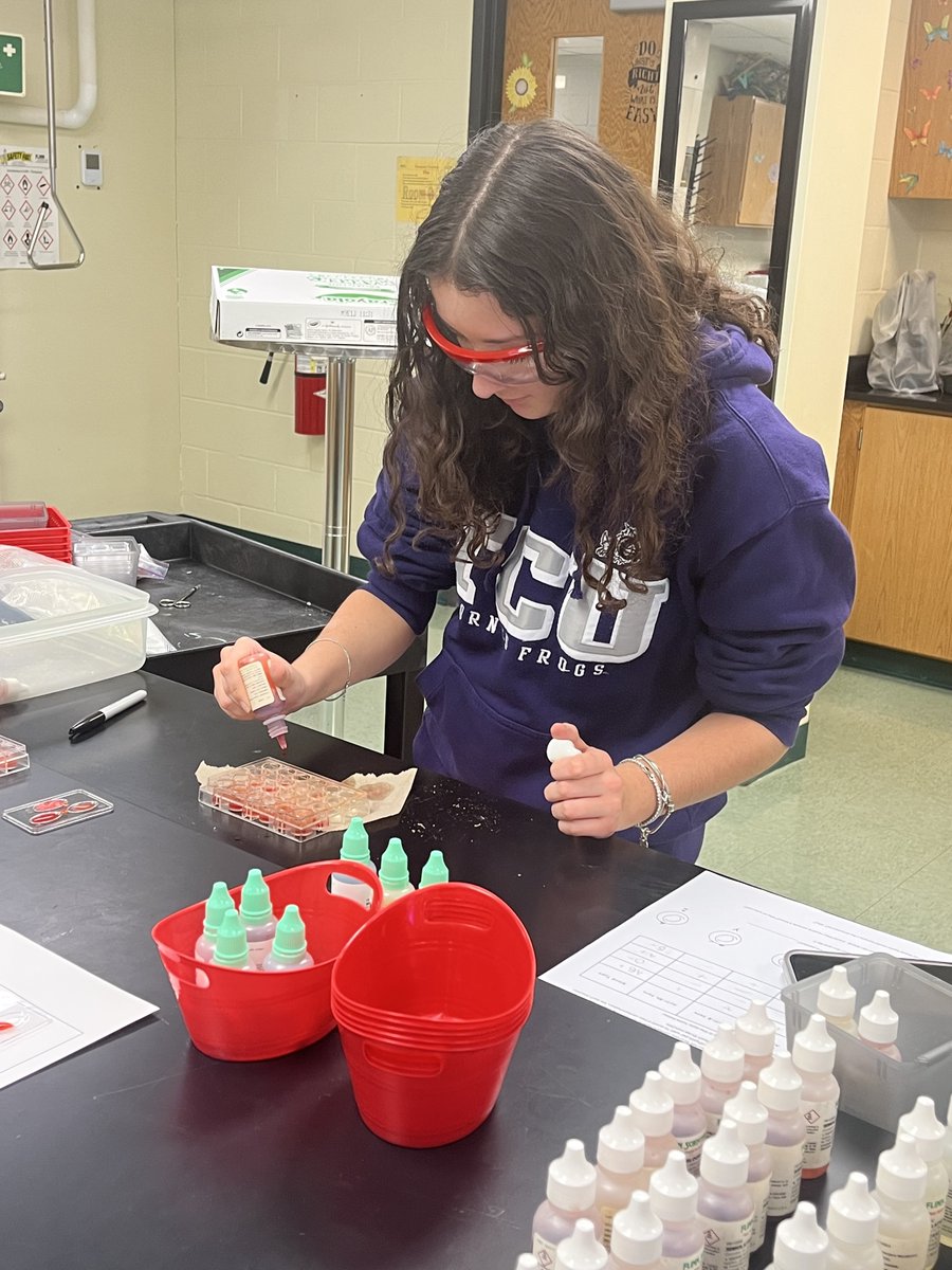 Behind the scenes our dedicated Science TA is hard at work setting up the blood typing lab for Barrington Medical Biology.