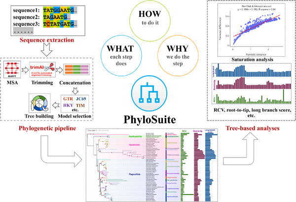 iMetaScience's tweet photo. Using PhyloSuite for molecular #phylogeny and #tree‐based analyses  https://t.co/v1DwKTBznu
Available at: https://t.co/ztGWy2fVZT
#bioinformatics #phylogenetics #evolution https://t.co/evr8iDZjQb