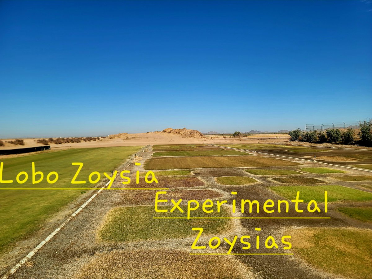 Separating the "men" from the "boys". The search for a better grass variety never ends. More than 50 zoysias, Paspalums, and bermudagrasses on our farm.  Short days and cold nights are creating some separation. #tiftuf #Lobo