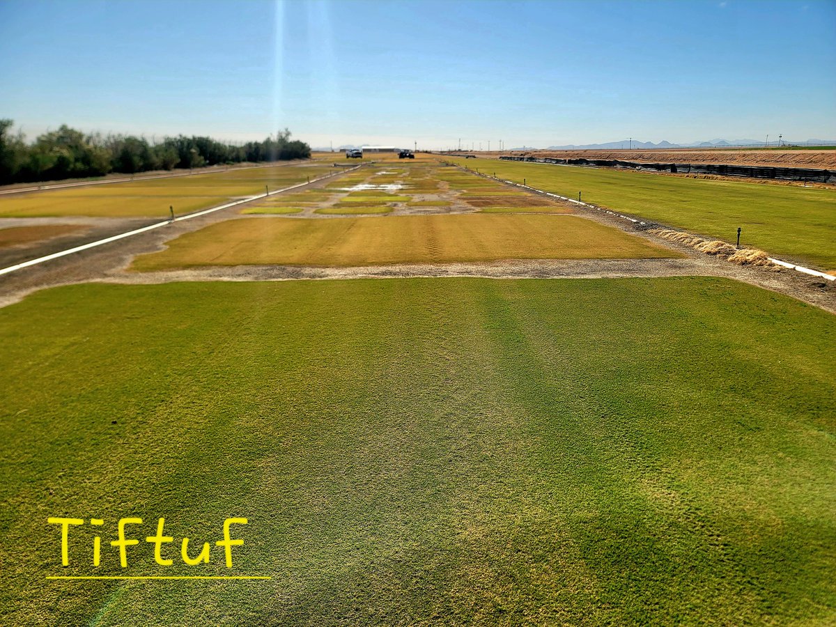 Evergreen Turf tweet media