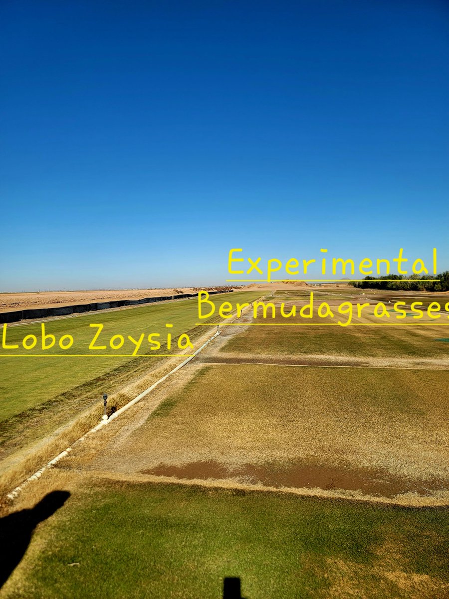 Evergreen Turf tweet media