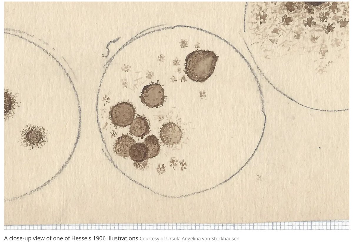 Catharina Neumann tweet media