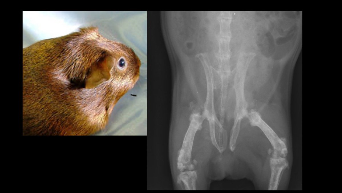 Clinic for Zoo Animals, Exotic Pets and Wildlife tweet media