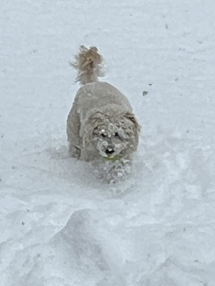 DepalmaAmy's tweet photo. @KirkHerbstreit @POTUS Very nice of him. Dogs are the best ! Our current situation….. https://t.co/XDB1DAIpPg
