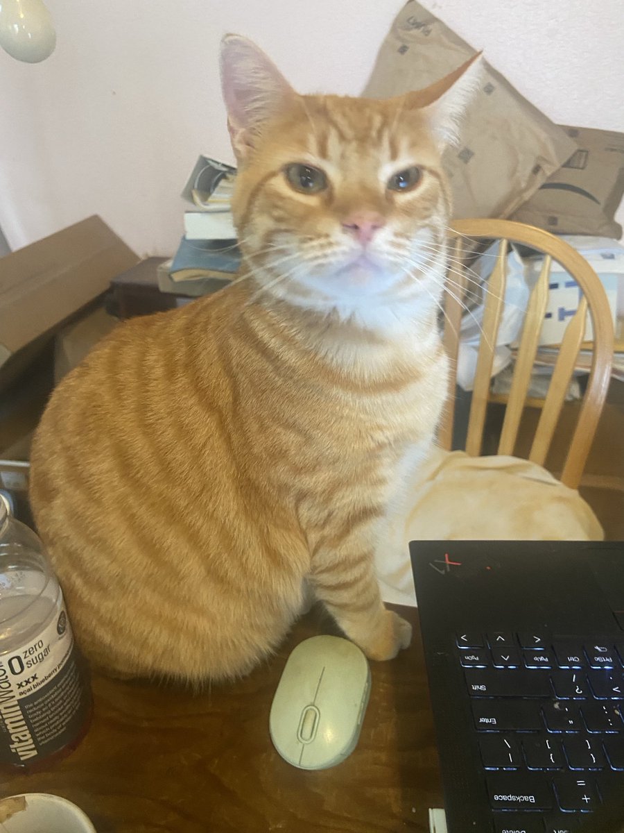 shannonminter5's tweet photo. Baby Ralph is ready to work https://t.co/69VhXSPmOr