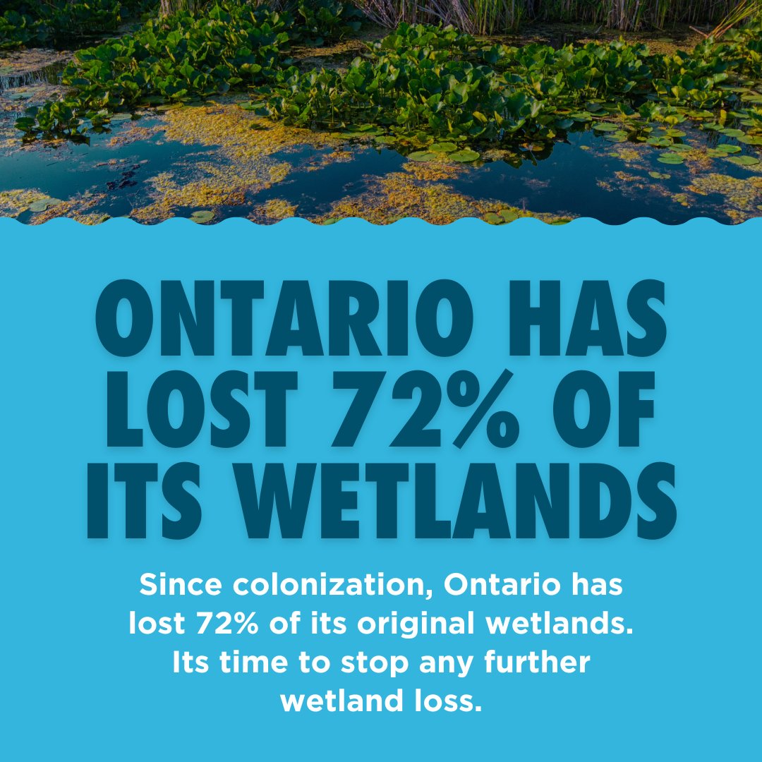 envirodefence's tweet photo. 🌿 Wetlands are disappearing, and so are the homes of Ontario's turtles! 🐢 These ecosystems clean our water, prevent floods, and store carbon, yet over 72% of Southern Ontario’s wetlands are gone. Weak policies let destruction continue—it's time for stronger protections! Take action: https://t.co/nviGiAUqxb