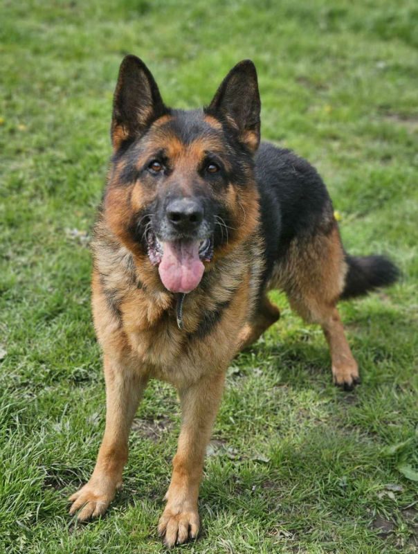 Vintage German Shepherd (GEC) Vintage German Shepherd (GEC)