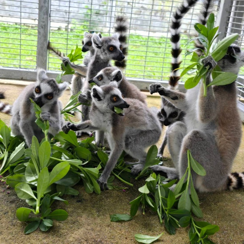 📢 Good news: 47 lemurs and 155 tortoises, once victims of illegal wildlife trafficking, are now safely back in Madagascar. This operation highlights the power of global collaboration to #EndWildlifeCrime. Read the full story ⬇️