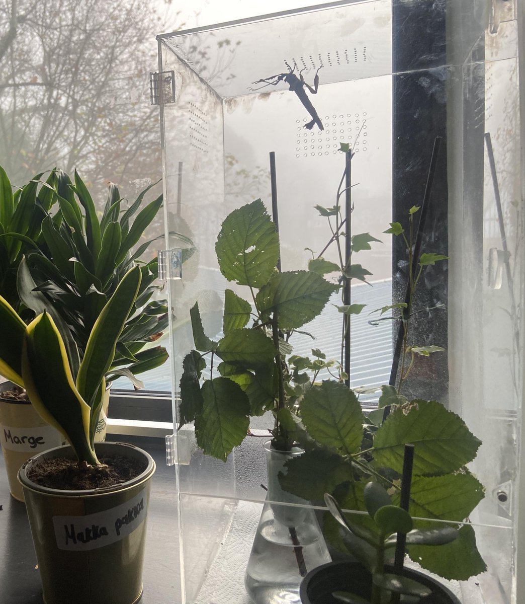 The Fermain Academy tweet media