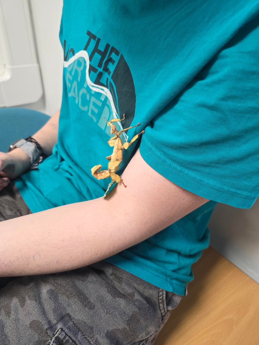 Meet our newest Science classroom member: the Giant Spiny Stick Insect! 🪲✨
Its stunning enclosure was designed and built by our creative Year 9 D&amp;T students. Hands-on learning at its best! 🛠️🧬#ScienceEducation #STEMLearning #ClassroomCreativity