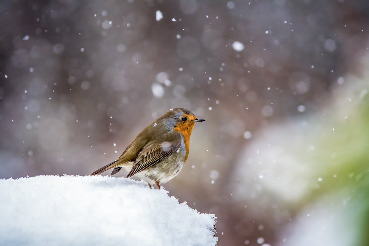 Davidc2827's tweet photo. #robin #bamfordedge #ukbirds #wildlifelovers #winterphotography #nature_perfection #peakdistrict #BirdsSeenIn2024 #birds #wildlifephotography #birdphotography #birdfeeder #NaturePhotography #birdwatching #birding #photooftheday #birds_captures #birdlovers #gardenbirds https://t.co/ILzP9hQFSQ