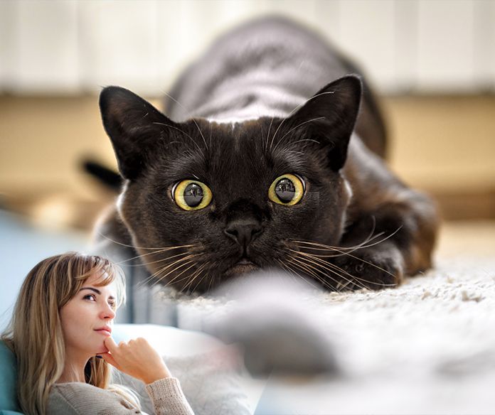 877DEADBUG's tweet image. Really glad the cat caught that mouse that got in my house...but now I'm a little concerned...because I don't own a cat. Hmmm...
.
.
.
#thursdaythought #pestcontrol #877deadbug