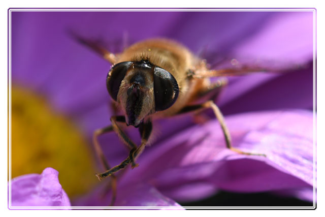 photos_dsmith's tweet photo. A #drone #fly, often mistaken for a #bee #pollinates an #Aster #flower whilst #feeding on #nectar. These #insects are #important in every #garden and welcomed by every #gardener. Shot using @UKNikon in a garden near the @photos_dsmith #Studio #macrophotography #macrophoto #macro https://t.co/VRmwkJEfNx