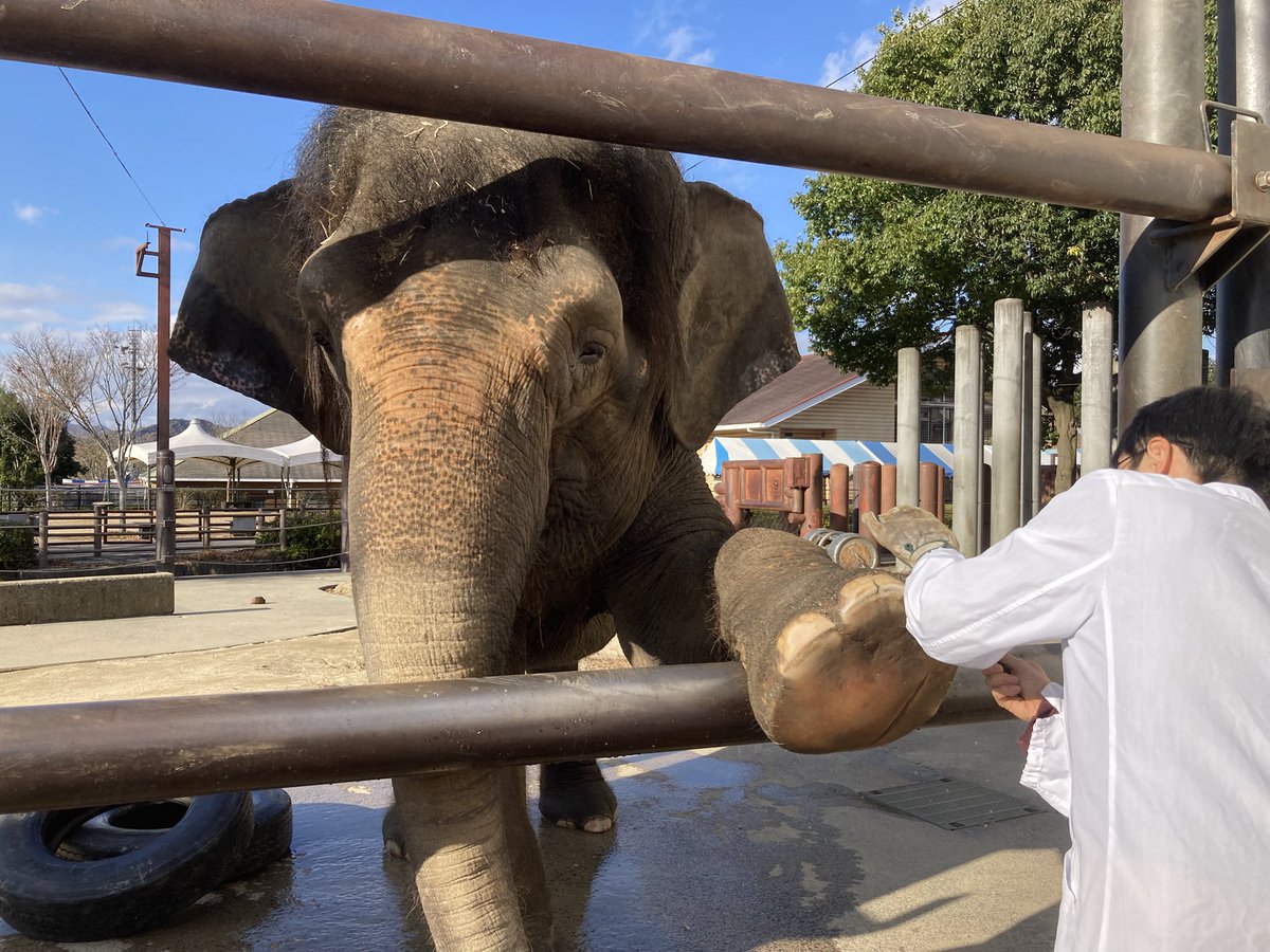 FukuyamaZoo's tweet photo. 寒い中でも足のケアを頑張った #ふくちゃん  

#福山市立動物園 #ボルネオゾウ #福山アンバサダー https://t.co/n7B5nAZ88q