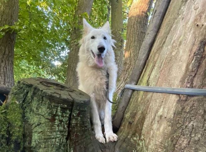 Jake is just 10mths old and already finds himself looking for a new home, Jake has been no bother at all with people or other #dogs but he is a shy boy so will need a patient home 
#germanshepherd #Essex 
gsrelite.co.uk/jake-6/