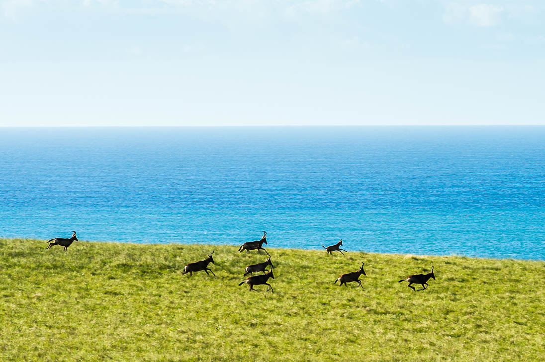 OceaniMPActSA's tweet photo. 💙 MPAs to visit - Pondoland Protected Area (MPA) 💙
 📍 Eastern Cape, Wild Coast 
 🤿 Activities allowed: Snorkeling and diving: Fishing in designated areas (with permits); Hiking along coastal trails; Exploring estuaries by kayak

This unique stretch of the Wild Coast is one of South Africa’s largest coastal MPA's and is home to an incredible diversity of marine life, including many threatened fishes. Protecting these waters ensures the survival of countless species and the livelihoods of local communities.

When visiting Pondoland MPA this festive season, remember to respect the area and take note:
- Do not anchor boats on reefs—this damages fragile ecosystems, or in the restricted zone.
- Fish only in designated areas and adhere to quotas.
- Support local guides who follow conservation-friendly practices.

Your visit supports conservation efforts—enjoy responsibly!

To learn more about Marine Protected Areas within South Africa, visit: https://t.co/d8tNha17c3