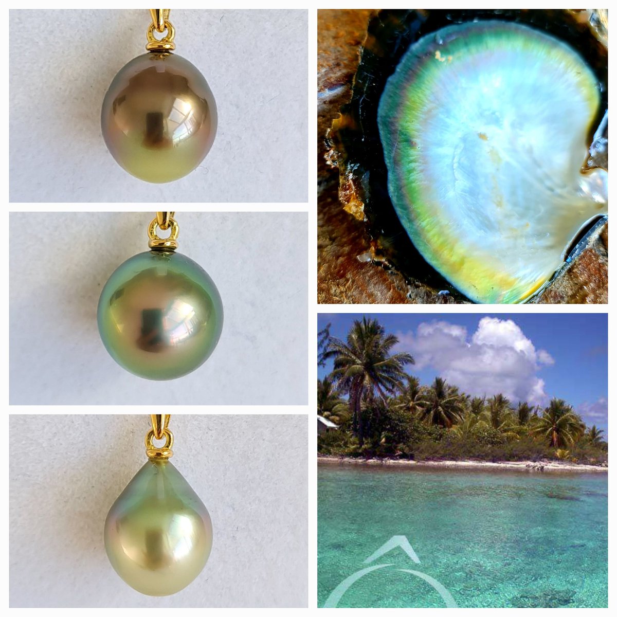 PerlesduParadis's tweet photo. [Le saviez-vous] Les #Perles de culture de #Tahiti ont toutes les couleurs de l'arc-en-ciel !
Pourquoi ? Je vous invite à le découvrir sur notre boutique https://t.co/kOozm1e9uS

#Perles #perliculture #fermeperliere #Tuamotu #gambier #Polynésie #joyaunaturel #protectionoceans https://t.co/5WgkBXQDaN