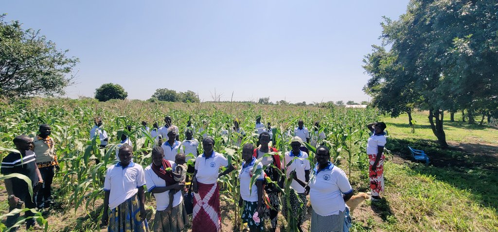 uwonet's tweet photo. We visited the works of the Megolonyo women farmers' group,  it's interesting. 

As a group, they have plantations of maize, soya, sweet potatoes, etc. This, according to their C/P, will be sold, and they get money to add in their respective businesses 😉.  What a group Mego is? https://t.co/LWfaI7hae9