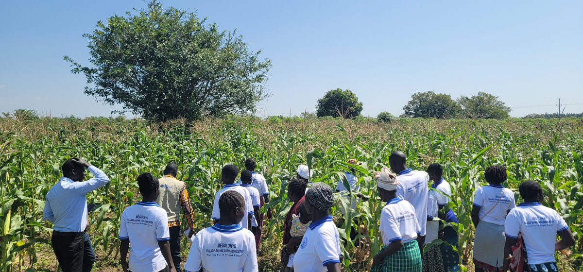 uwonet's tweet photo. We visited the works of the Megolonyo women farmers' group,  it's interesting. 

As a group, they have plantations of maize, soya, sweet potatoes, etc. This, according to their C/P, will be sold, and they get money to add in their respective businesses 😉.  What a group Mego is? https://t.co/LWfaI7hae9