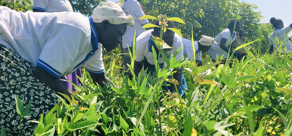 uwonet's tweet photo. We visited the works of the Megolonyo women farmers' group,  it's interesting. 

As a group, they have plantations of maize, soya, sweet potatoes, etc. This, according to their C/P, will be sold, and they get money to add in their respective businesses 😉.  What a group Mego is? https://t.co/LWfaI7hae9