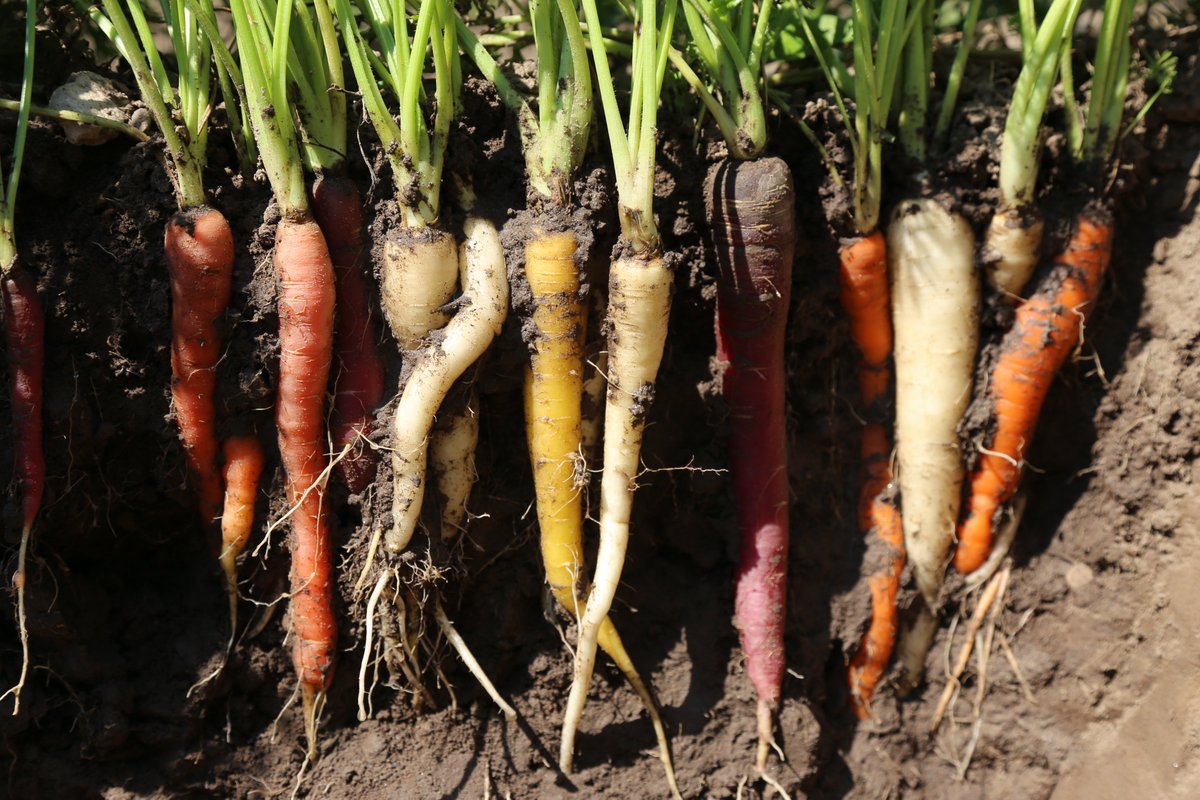 It's #WorldSoilDay &amp; we're thankful to farm on some of the richest, most nutrient-dense soil in the province!  Though it's covered in snow for now, we know there's a world of microorganisms working under the surface, preparing for our spring crops only a few months away! 1/3