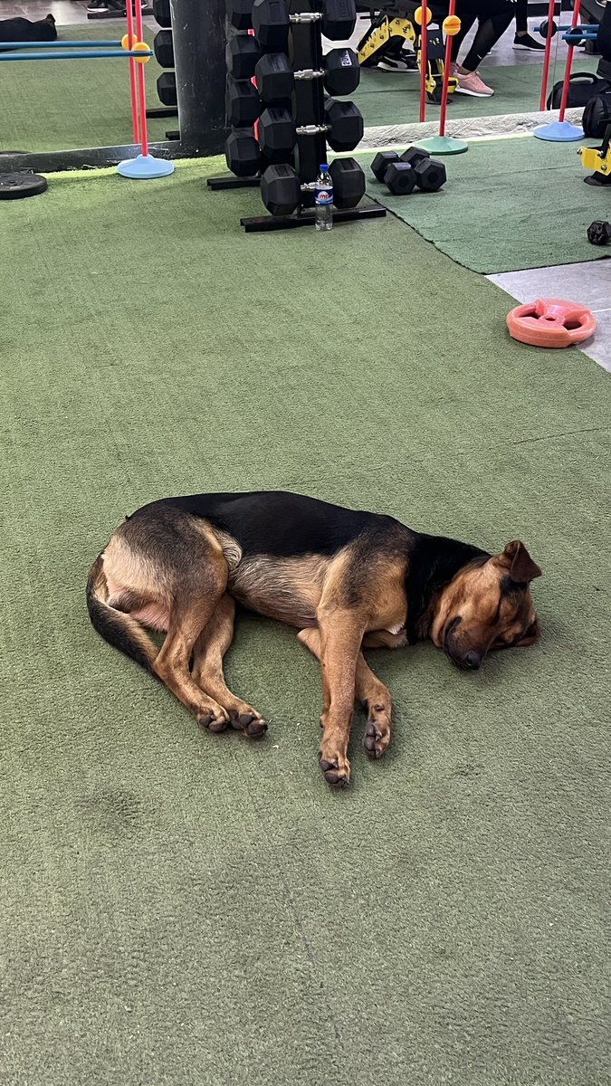 En mi gimnasio entro un perro y ahora medio que vive acá, mancuerna se llama más conurbano profundo imposible