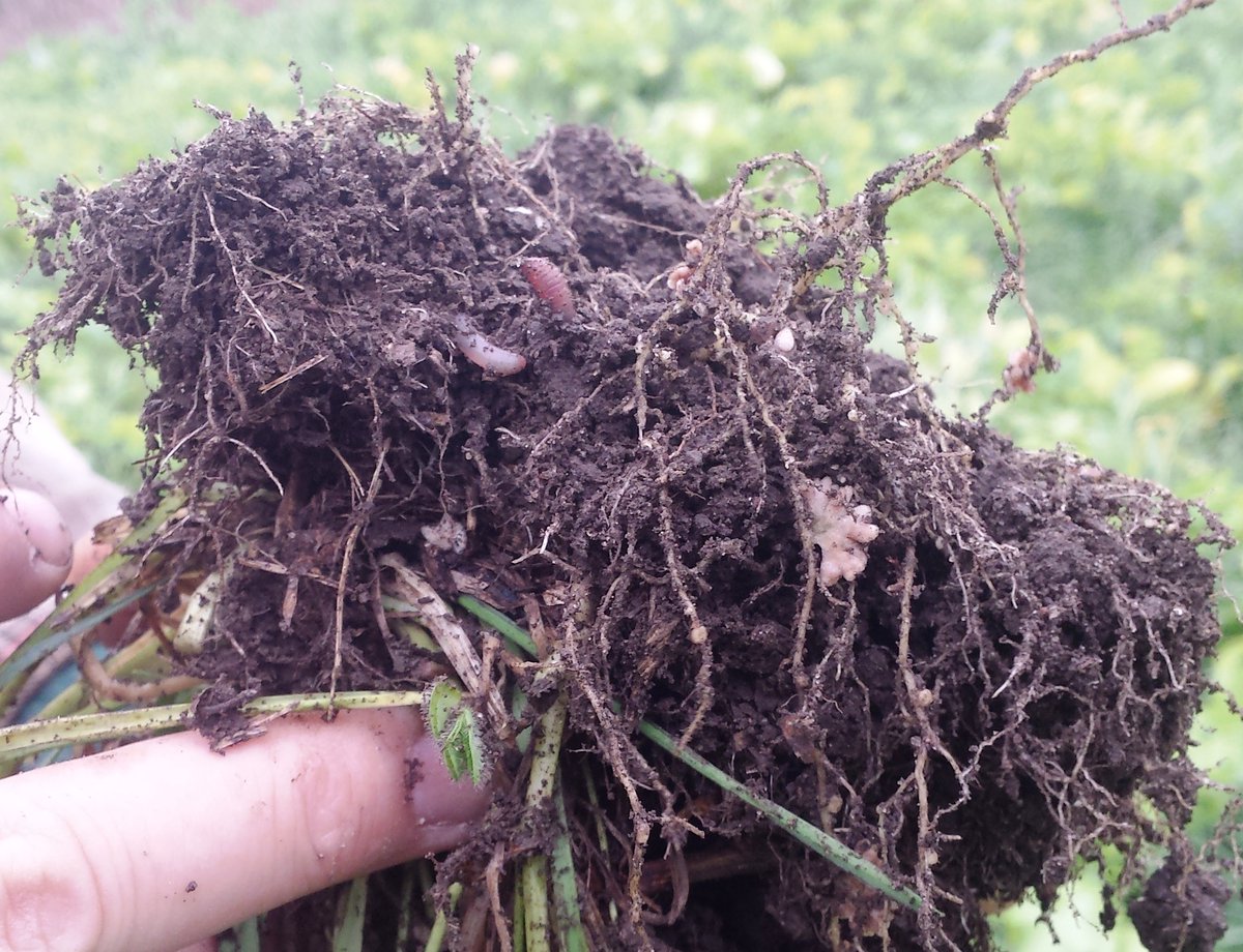 Happy #WorldSoilDay everyone! Please take a minute to think about what you could be doing to help improve this precious resource! <a href="/soilcouncil/">Soil Conservation Council of Canada</a> <a href="/SenatorRobBlack/">Senator Rob Black, P. Ag. (Hon)</a>