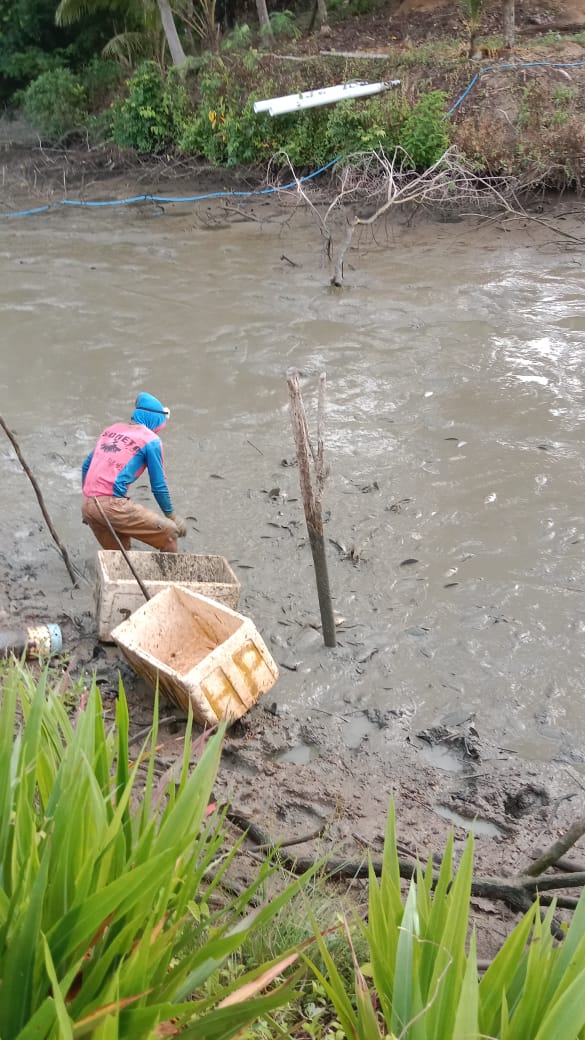 rhyna_amir's tweet photo. Kamis,5/12/24,Rina Ariana Amir, Luhkan Enrekang laporkan panen ikan nila ketua pokdakan Bubung Bo'to (Syafruddin H),Kel.Bangkala Kec. Maiwa 375 Kg size 4-5ekor/kg harga 28rb/kg
#Luhlapor #produksi #panen
#GiatLuhkanSatminkalMaros
@BRPBAP3_Maros @pusluh_bppsdm https://t.co/jbY1oCQROu