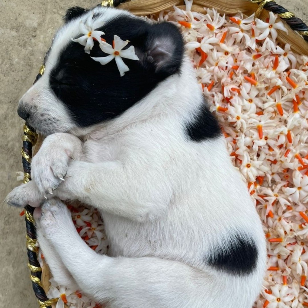 ExeterCollegeOx's tweet photo. Huge thank you to everyone who has sent in their pet's picture! Introducing Pippa, Arthur, Chotu and Thomas ๐ป #trexeter #exetercollegeox https://t.co/M0zC5gSsjX