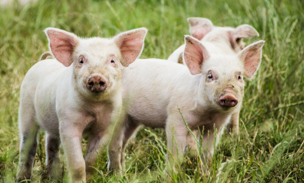 britta_riis's tweet photo. Lad ikke grisen betale prisen i julen! 🎄

Julen nærmer sig, og det er en oplagt mulighed for at gøre noget godt for andre – også dyrene 🐷

I december starter altid en voldsom priskrig på flæskestegen, der betyder, at du kan få et halvt kilo for under 10 kr. 
Grisen betaler prisen, der har levet et liv uden plads, frihed og naturlig adfærd...

Hvis du står nede ved køledisken i supermarkedet og absolut SKAL have flæskesteg, vil jeg opfordre dig til at tænke på grisen og gøre en forskel ved følgende:
 
💚Vælge økologi
💚Gå efter statens tre hjerter
💚Kig efter mærket Anbefalet af Dyrenes Beskyttelse

Alternativt, kan du droppe grisen og eksperimentere med et mere plantebaseret og grønt julebord 🌱

Så kan julefreden sænke sig over både dyr og mennesker! 🤝❄️

https://t.co/d6oiSw8pTt 

📸: Caroline Abild Jessen