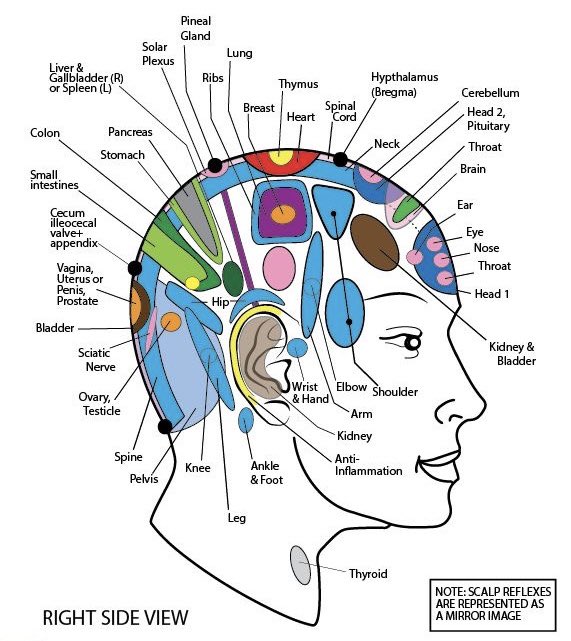 PeytonElroy's tweet image. Ever wondered why head scratches feel so good?

It goes beyond therapy of the scalp, because you move energy within your organs too

𝐒𝐂𝐀𝐋𝐏 𝐑𝐄𝐅𝐋𝐄𝐗𝐎𝐋𝐎𝐆𝐘 gives you a deeper look 👇🏼 at the interconnectedness of all areas of the body

…making massages medicinal!