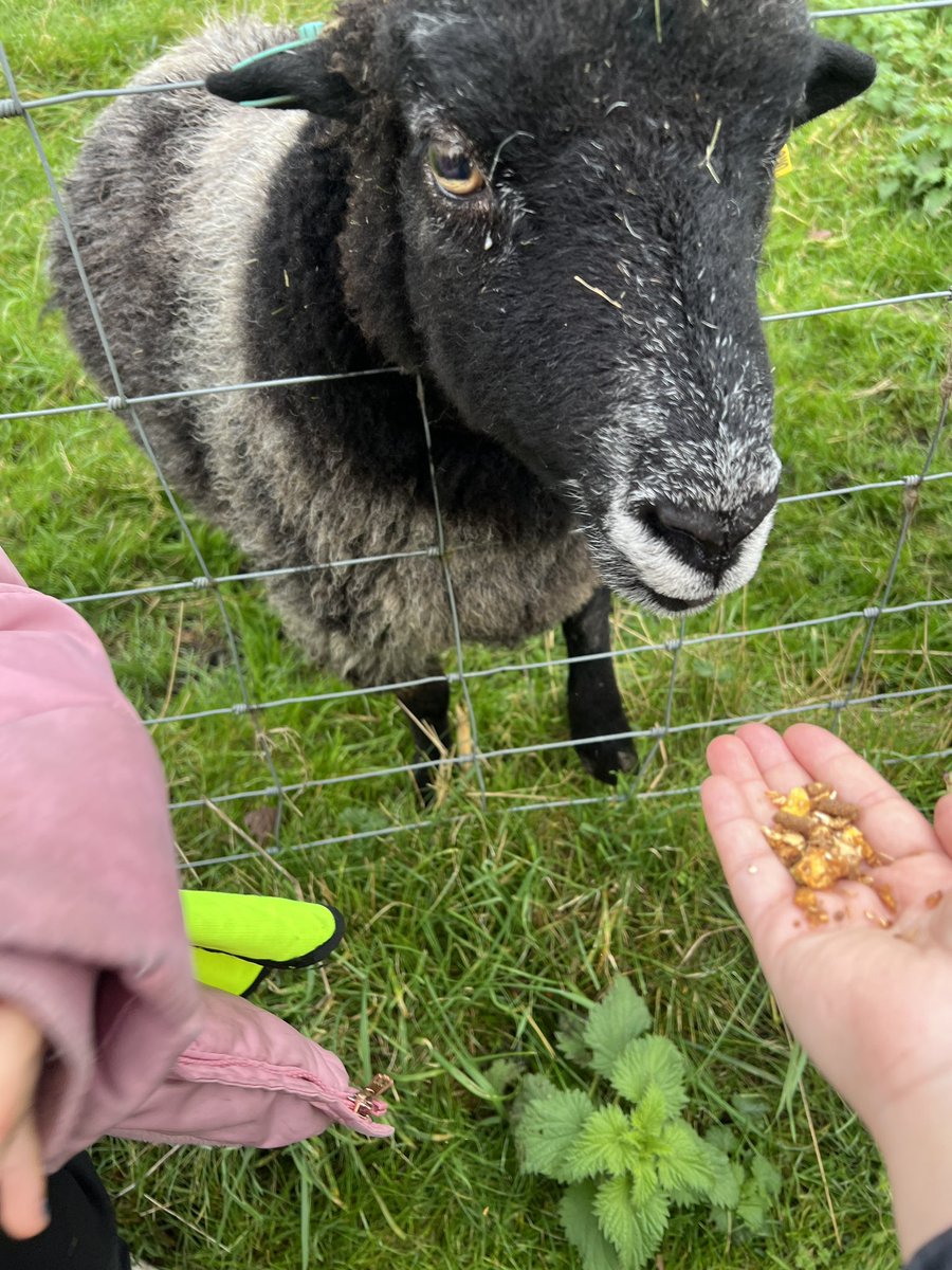LilycroftSch's tweet image. Year 2 had a fantastic day at Meanwood Valley Farm, where they learned about arable and pastoral farming 🌾🚜 We saw cows, sheep, goats and many more. 🐑🐄🦙We even got to feed the animals! Such a fun and educational trip! 🌟 #FarmVisit #LearningOutsideTheClassroom