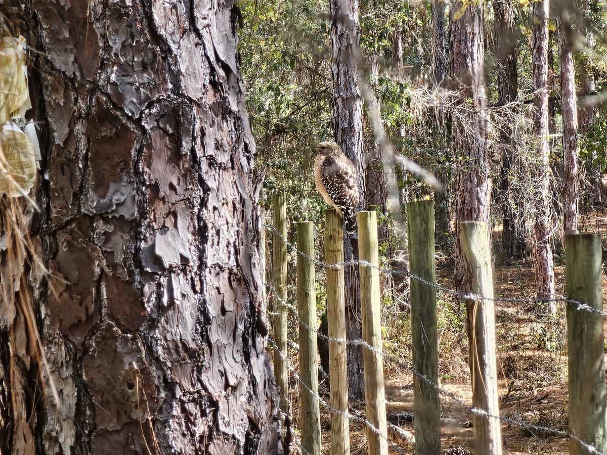 Red-shouldered hawk sitting on one of my fence posts.