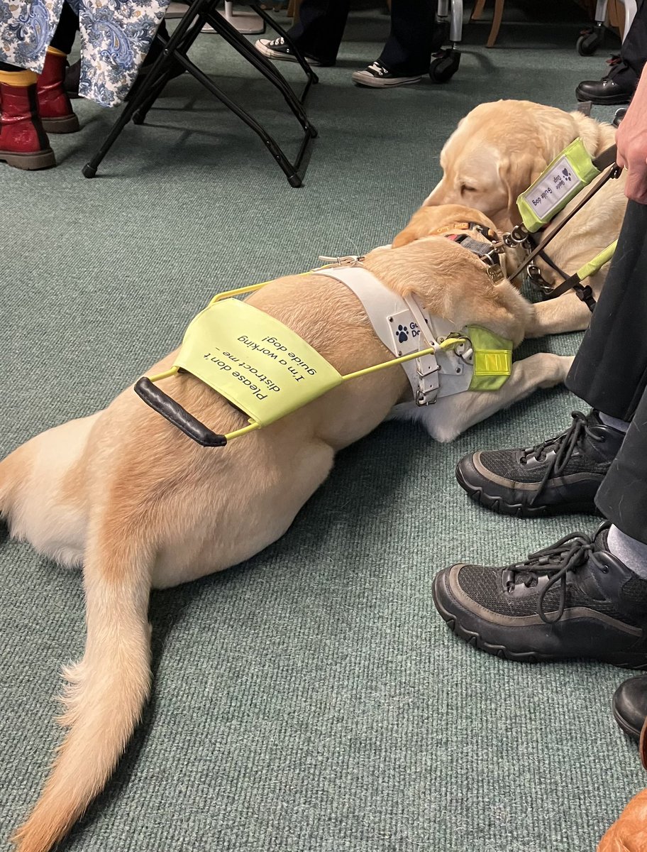 buliejell's tweet photo. Lovely to meet new #guidedog Leo and retired #guidedog Fern today #Braille200 #ClitheroeLibrary @LancsLibraries https://t.co/WmRfXywlCK