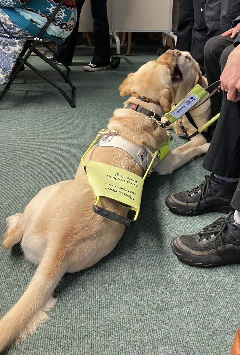 buliejell's tweet photo. Lovely to meet new #guidedog Leo and retired #guidedog Fern today #Braille200 #ClitheroeLibrary @LancsLibraries https://t.co/WmRfXywlCK