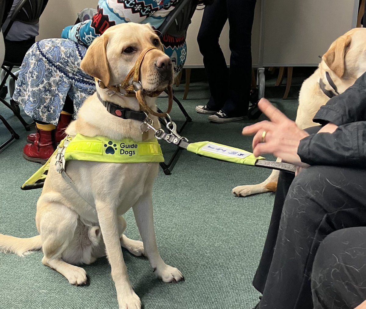 buliejell's tweet photo. Lovely to meet new #guidedog Leo and retired #guidedog Fern today #Braille200 #ClitheroeLibrary @LancsLibraries https://t.co/WmRfXywlCK
