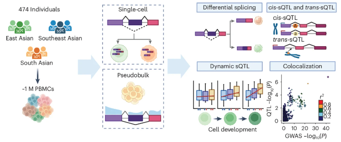 MariosGeorgakis's tweet photo. A great resource of single-cell splicing QTLs from the Asian Immune Diversity Atlas❗️

👉474 PBMC samples
👉1M cells analyed with scRNAseq
👉11,577 independent cell-specific cis-sQTLs

📜paper: https://t.co/Q1G6bqfKSl
📊sQTL summ stats: https://t.co/mVGActAE88 https://t.co/kE4WzbvwU4