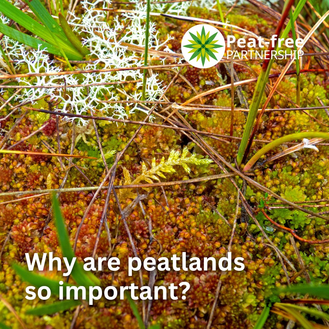 It's #WorldSoilDay &amp; we’re celebrating our amazing peatlands!🌱

They are unique ecosystems which support incredible biodiversity &amp; store significant amounts of carbon🌎

Check out these 4 facts about them &amp; how you can help protect #peatlands!👇

1/6🧵