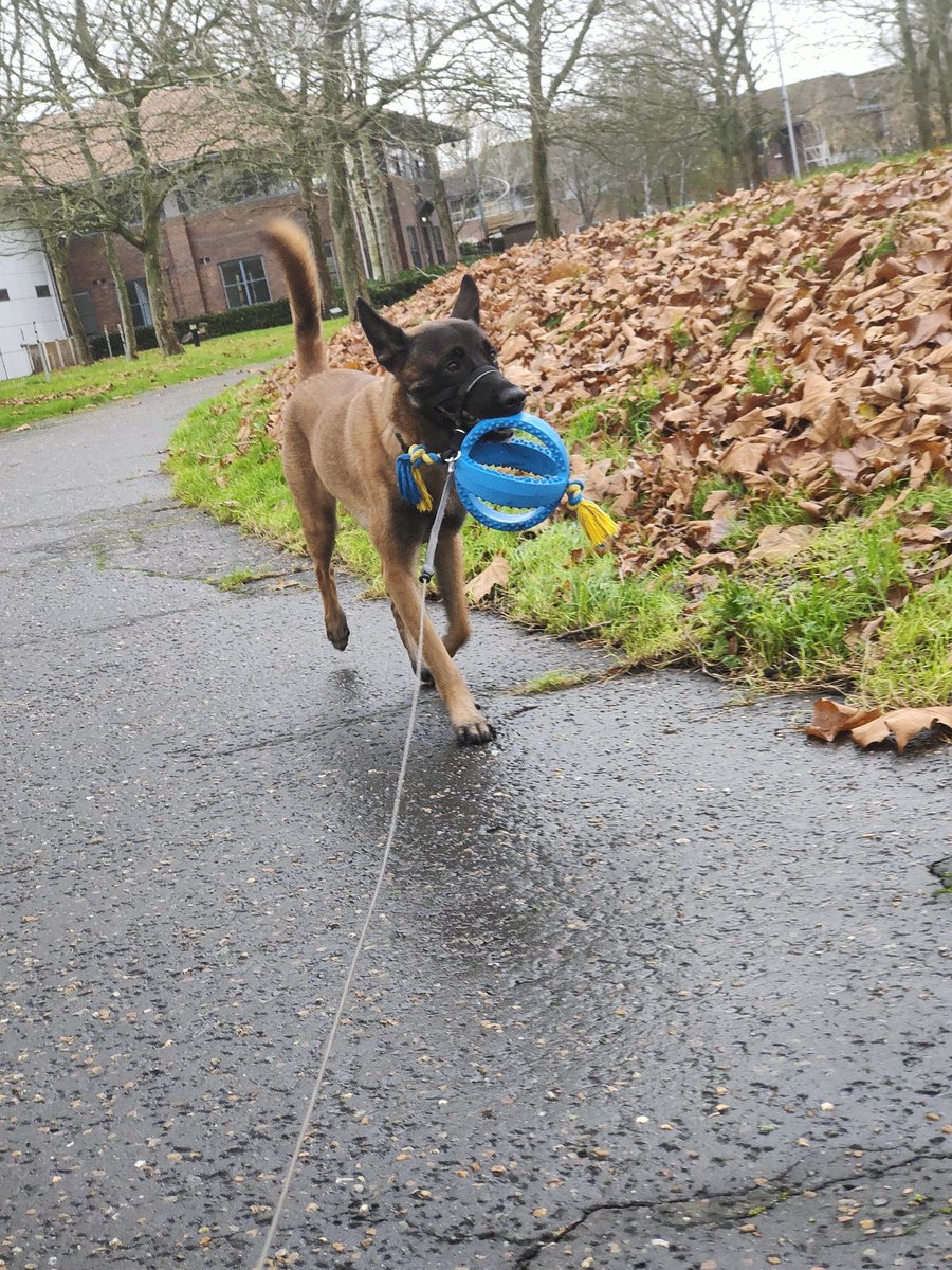 Apollo has a new favourite toy 😂, slightly more Mali proof than the regular footballs that he likes so much 😂