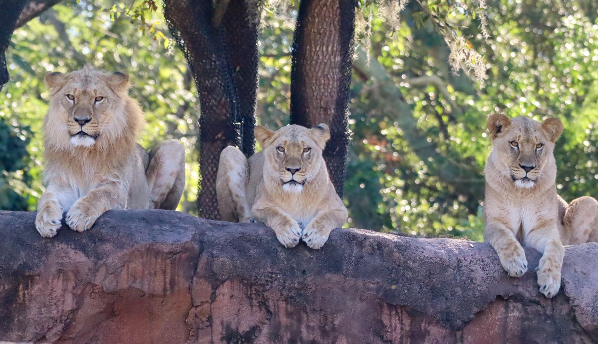ScottGustin's tweet photo. Disney shared new photos of siblings Mshango, Zahara and Neema - three lions who joined the savanna this week at the Harambe Wildlife Reserve at Disney’s Animal Kingdom. 

The trio can be seen on the Kilimanjaro Safaris - an open-air vehicle guided tour of the savanna. https://t.co/ufNFmKQbdJ