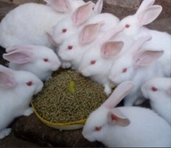 Ammantiax's tweet photo. Rabbits can produce up to 30 kits (baby rabbits) annually! With proper care and feeding, they reproduce quickly, making them a great investment for small-scale farmers 🏡. Imagine growing your farm exponentially with just a few rabbits. #RabbitRevolution #AgriHopper https://t.co/DW3LosjKgN